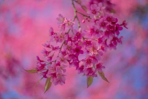 Cherry blossum Stock Photos