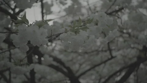 Cherry Blossums 库存影片 153062403