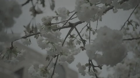 Cherry Blossums V002 库存影片 153061545