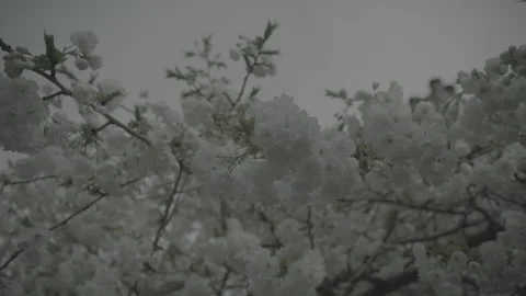 Cherry Blossums V003 库存影片 153060870