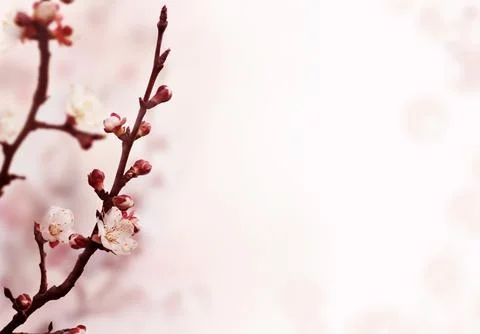 Cherry bossom Fotos Stock