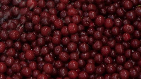 Cherry in a Box Stock Footage 121979467