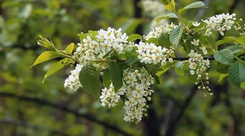 Cherry branch 2 Video stock 10599694