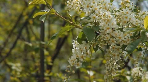 Cherry branch 4 Stock Footage 10599723
