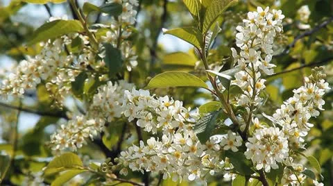 Cherry branch 5 Stock Footage 10599728