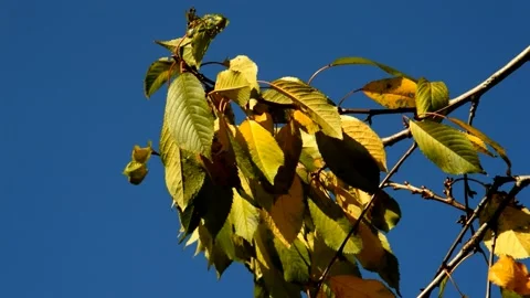 Cherry branch in autumn day Stock Footage 238615633