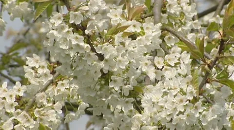 Cherry branch in bloom and breeze - close up blossom Stock Footage 50917704