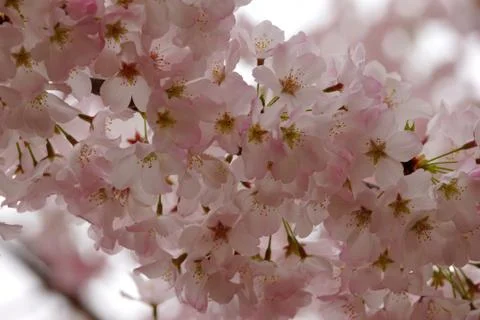Cherry branch in bloom up close Stock Photos