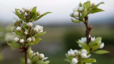 Cherry branch in bloom Stock Footage 37097288