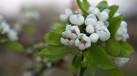 Cherry branch in bloom Stock Footage 37099947