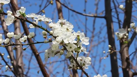 Cherry branch blooming with the blue sky in the background. Cherry tree blooms Stock Footage 154359277