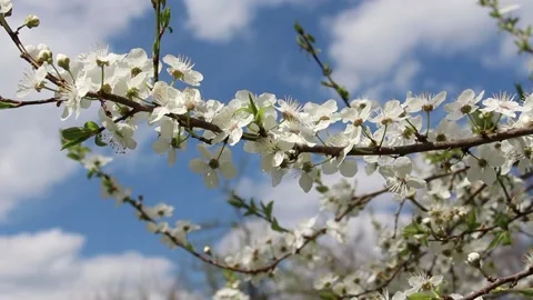 Cherry branch blooming. Cherry tree blooms on a sunny spring day Stock Footage 154359656