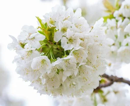 Cherry branch blossom Stock Photos