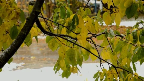 Cherry branch during the snow Stock Footage 235730276
