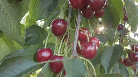 Cherry On a Branch a Failed Fruit Cherry Mildew Stock Footage 115258903