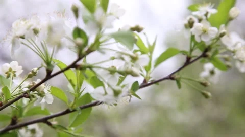 Cherry branch with flowers in bloom in spring. Stock Footage 130258541