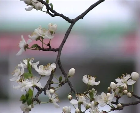 Cherry branch with flowers Видео 400709