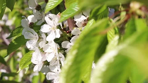 Cherry branch with flowers. Stock Footage 154002368
