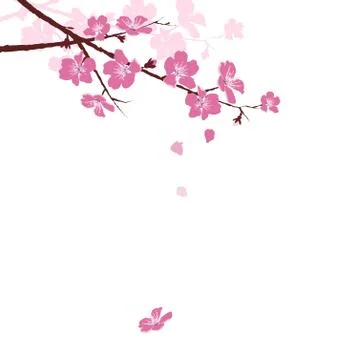 Cherry branch with flowers isolated on white Stock-Illustration
