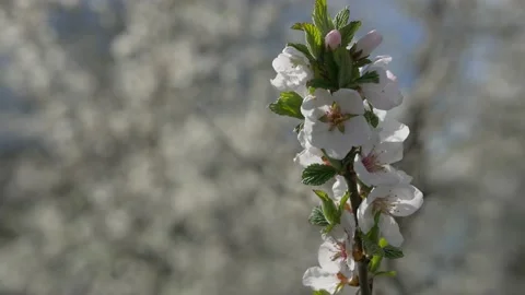 Cherry branch with flowers in spring bloom. A beautiful tree branch with cherry Stock Footage 131214489
