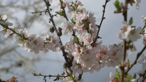 Cherry branch with flowers in spring bloom. A beautiful tree branch with cherry Stock Footage 131214583