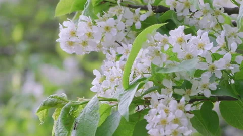 Cherry branch with flowers in spring bloom. A beautiful  tree branch with che Stock Footage 142563710
