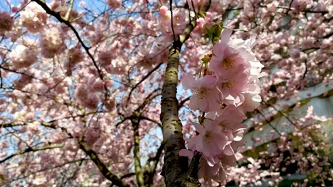 Cherry branch with flowers in spring bloom. Spring Flowers. Stock Footage 148571466
