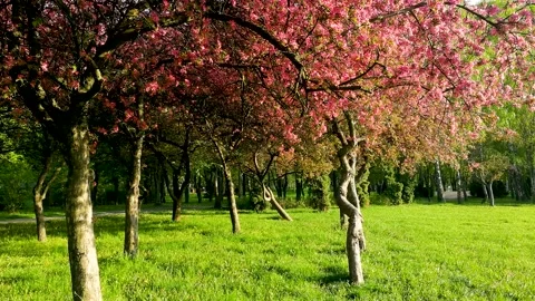 Cherry branch with flowers in spring bloom. Spring Flowers. Stock Footage 148571575