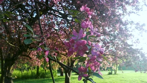 Cherry branch with flowers in spring bloom. Spring Flowers. Stock Footage 148571685