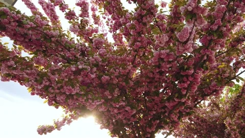 Cherry branch with flowers in spring bloom at Toth Arpad Lane, Budapest - Stock Footage 150095089