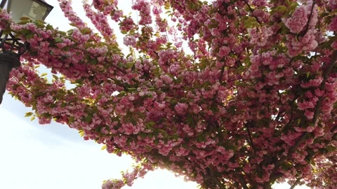 Cherry branch with flowers in spring bloom at Toth Arpad Lane, Budapest - Stock Footage 150095182