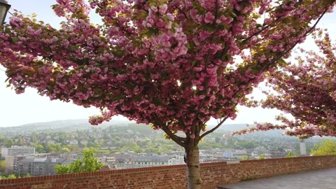Cherry branch with flowers in spring bloom at Toth Arpad Lane, Budapest - Stock Footage 150095283