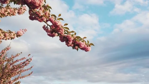 Cherry branch with flowers in spring bloom a tToth Arpad Lane, Budapest - Stock Footage 150095295