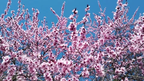 Cherry branch with flowers in spring bloom. A beautiful Japanese tree branch Stock Footage 150098278