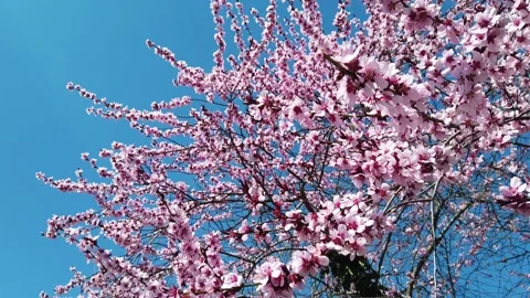 Cherry branch with flowers in spring bloom. A beautiful Japanese tree branch Stock Footage 150098500
