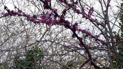 Cherry branch with flowers in spring bloom Vidéo 172252468