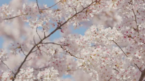 Cherry branch with flowers in spring bloom, Sakura Stock Footage 260869497