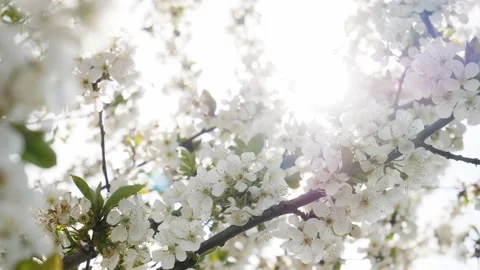 Cherry branch with flowers in the spring in the glare of the sun.Cherry blossoms Stock Footage 128613636