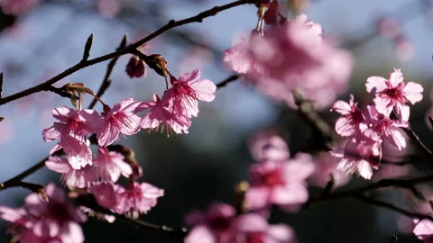 Cherry branch with flowers in spring time Stock Footage 148364500