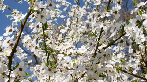 Cherry branch with flowers. White tree branch with cherry blossoms. Spring 스톡 동영상 195979457
