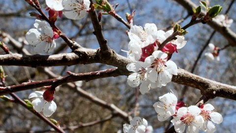 Cherry branch with flowers. White tree branch with spring blossoms. Sunlight and Stock Footage 196822565