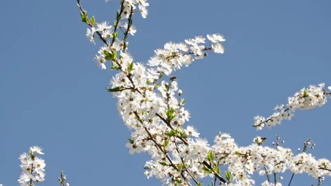 Cherry branch with flowers. White tree branch with cherry blossoms. Spring Video stock 196981860
