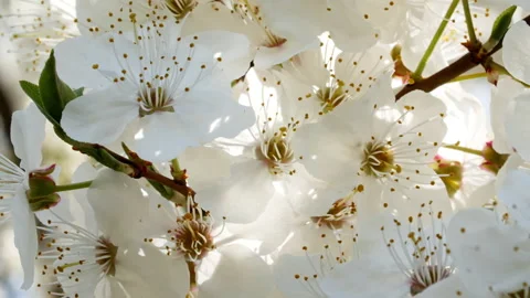 Cherry branch with flowers. White tree branch with spring blossoms. Sunlight and 스톡 동영상 197979755
