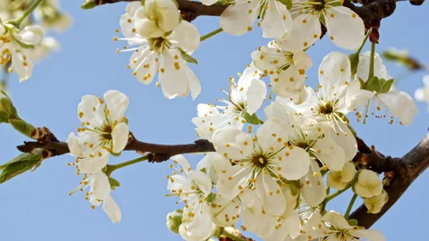 Cherry branch with flowers. White tree branch with cherry blossoms. Spring Video stock 207485267