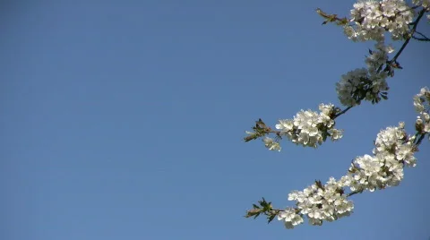 Cherry branch 스톡 동영상 377566