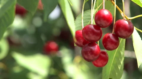 Cherry Branch Stock-Footage 956635