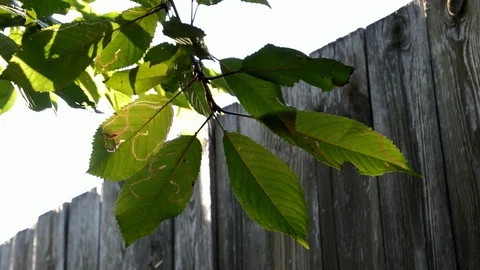 Cherry branch Stock Footage 129414161