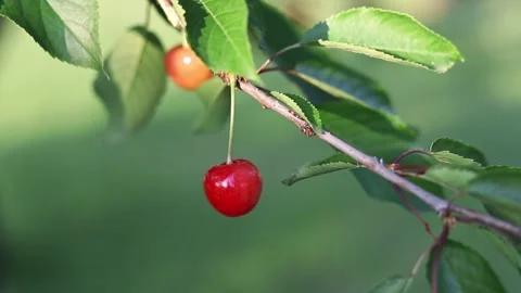 Cherry on a branch Stock Footage 243959242