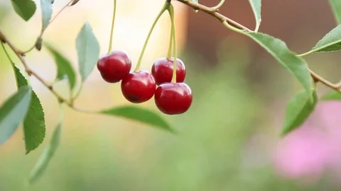 Cherry branch in garden Stock Footage 79960346