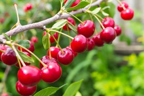 Cherry branch on a green background Stock Photos